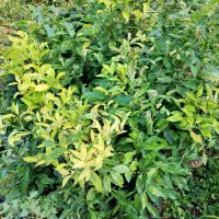 نهال نارنج نایلکسی|گل و گیاه طبیعی|واجارگاه, |دیوار