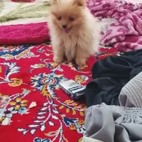 سگ پامر خرسی