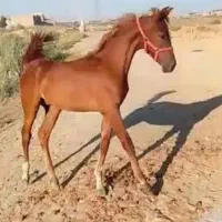 اسب عربی