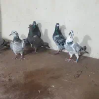 کبوتر پلاکی|پرنده|همدان, |دیوار