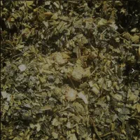 خوراک دام  ذرت سیلو شده