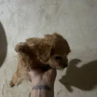 با سلام از دیوار|سگ|مراغه, |دیوار