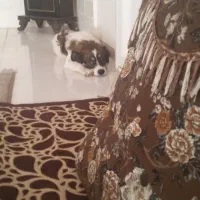 سگ گمشده