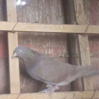 دونه ۱تومن ۶تا باهم فروخته میشه جداگانه دونه ۳تومن|پرنده|بهارستان, |دیوار