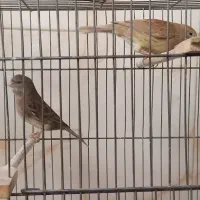 ۲ عدد قناری دارچینی و سبز