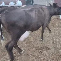 گاو شیری فروشی ۲۸کیلو شیر|حیوانات مزرعه|دلیجان, |دیوار