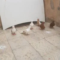 کبوتر