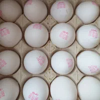 تخم مرغ روز از تولید به مصرف