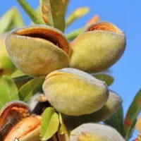 پیش فروش نهال بادام شکوفه|خدمات باغبانی و درختکاری|جوادآباد, |دیوار
