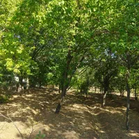 باغ 1000 متری ابتدای جاده سنندج قبل پلیس راه|فروش خانه و ویلا|کرمانشاه, |دیوار