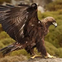 شرکت خدمات نظافت «عقاب»