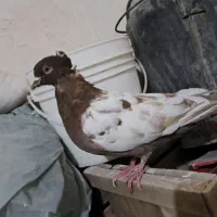 کبوتر حراجی گرفتنی