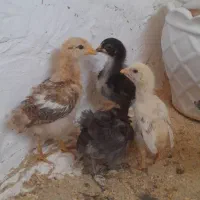 جوجه