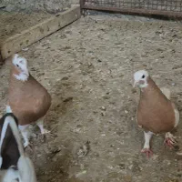 طوق زرد رنگ پرتقالی