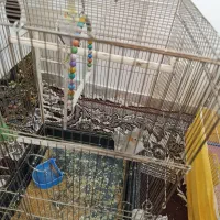 پرنده|پرنده|رضویه, |دیوار