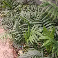 نخل شامادورا