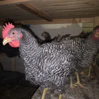 مرغ و خروس آمروک