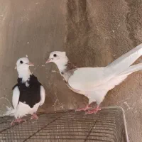 کبوتر