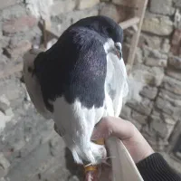 یال سیاه یقه بسته هوایی تنگ|پرنده|شیراز, بازار|دیوار