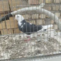 کفتر ابلغ سیاع