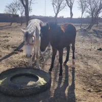 اسب سفید|اسب و تجهیزات اسبسواری|سلیمان, |دیوار