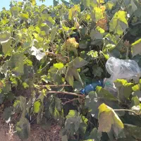دو کارگر برای باغ انگور