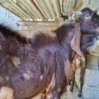 فروش بز،کهره و چبش پاکستانی|حیوانات مزرعه|قیروکارزین, |دیوار