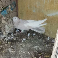 پوشداره زردوساه|حراج|میانه, |دیوار