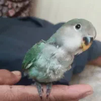 طوطی برزیلی|پرنده|ملارد, |دیوار