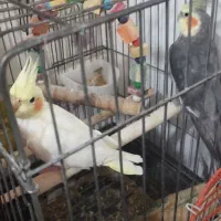 عروس هلندی نر و ماده