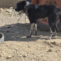 توله قهدریجانی