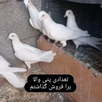 فروش پرنده|پرنده|نقده, |دیوار