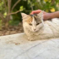 گربه DLH ماده