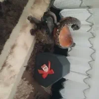 حراجی وسایل منزل|حراج|بروجرد, |دیوار