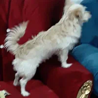 سگ پامرشیتزو باهوش بامزه|سگ|کرمان, |دیوار