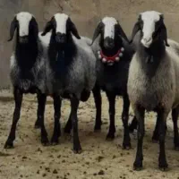 سرک دار گوسفند کم دنبه زیر 1 سال