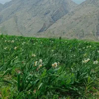 نیازمند  ضامن  برای  وام