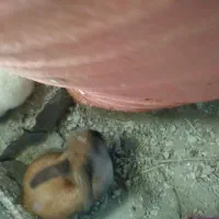 یه جفت خرگوش خوشگل|موش و خرگوش|چناران, |دیوار