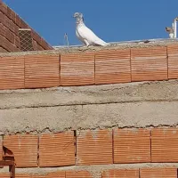 کبوتر رنگی تکپر و المانی
