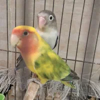 یک جفت طوطی کوتوله برزیلی