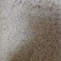 برنج طارم هاشمی بدون ذره ای قاطی به شرط|خوردنی و آشامیدنی|آمل, |دیوار