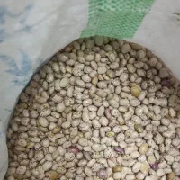 لوبیا چیتی بومی