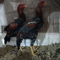 فروش جوجه لاری 4،،5ماهه|حیوانات مزرعه|میانه, |دیوار