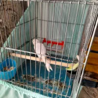 قناری ماده آماده