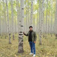 فروش ویژه نهال صنوبـر در سراسر کشور