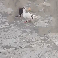 کبوتر