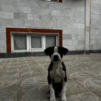 امریکن بولی