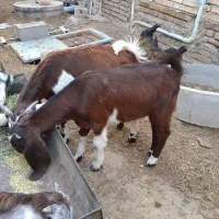 بزغاله نر و ماده|حیوانات مزرعه|گنبد کاووس, |دیوار