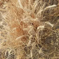 گندم|حیوانات مزرعه|باشت, |دیوار