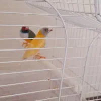 گلدین  ماده  جوجه  بزرگ  کن